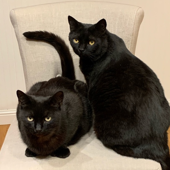 Meet your Posher, Edgar - Picture 2 of 8